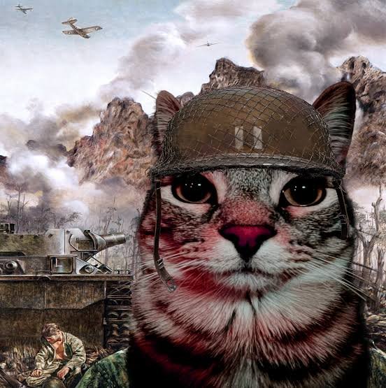 INSERT CAT AT WAR IMAGE HERE