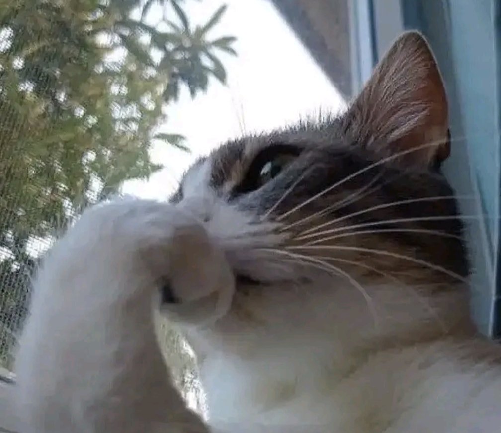 INSERT CAT THINKING IMAGE HERE